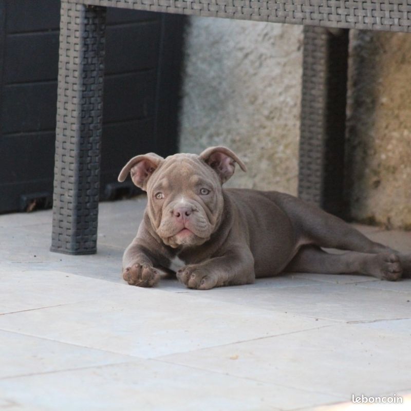 Petits trolls de la forĂȘt đ§đžđŸ American Bully chiots standard / rĂ©servation (image 3)