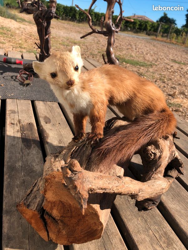 Animaux disséqués (image 1)
