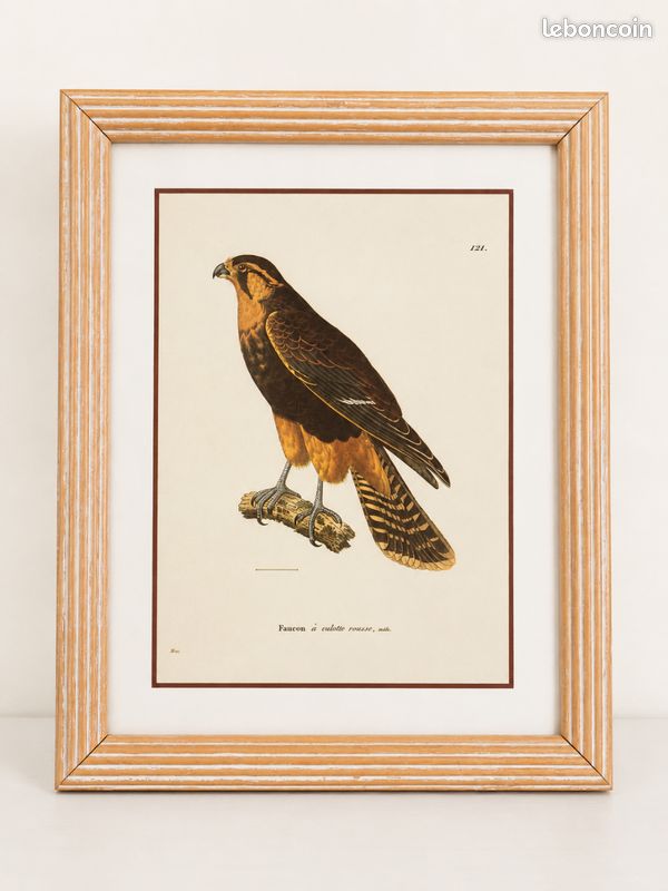 Lot Cadre vintage style gravure ancienne d’oiseau (image 4)