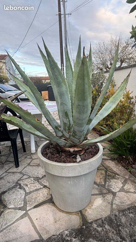 Agave du Mexique - Jardin & Plantes