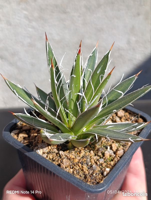 bogenhanf im glas Bogenhanf Sansevieria – Luftreinigende Zimmerpflanze 17 cm main image 0