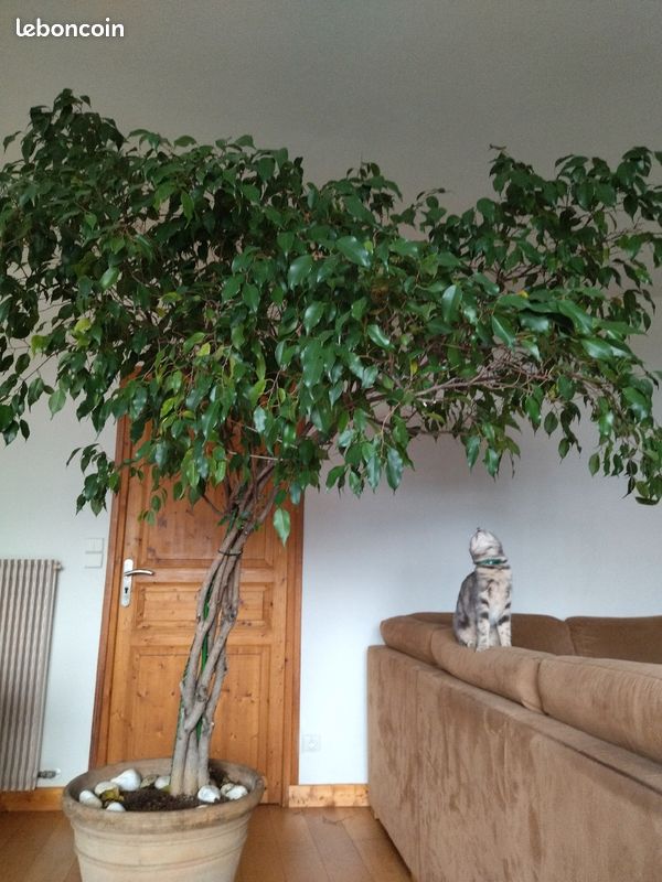 Ficus benjamina (image 1)