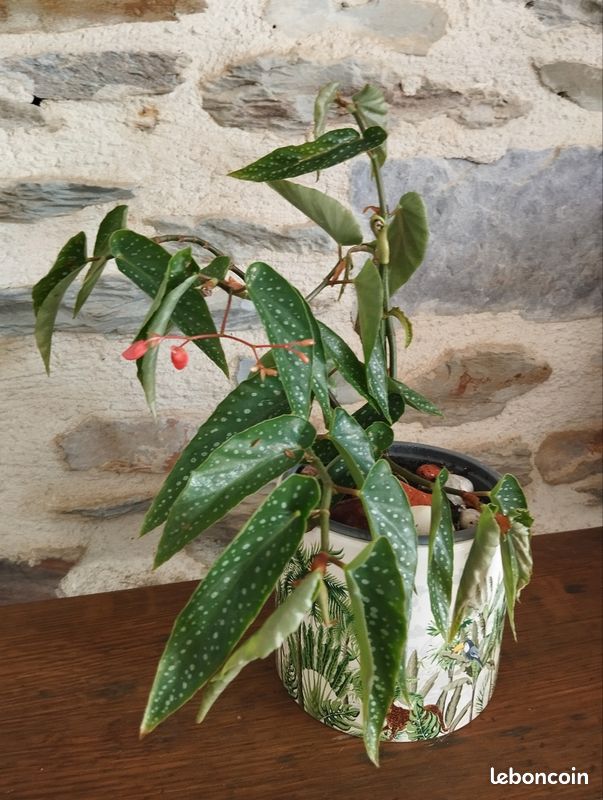 Plante intérieur bégonia bambou (image 1)