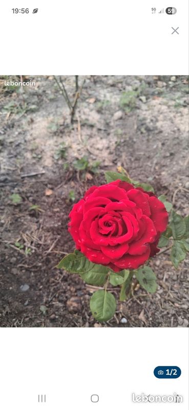 Rosier rouge (image 1)