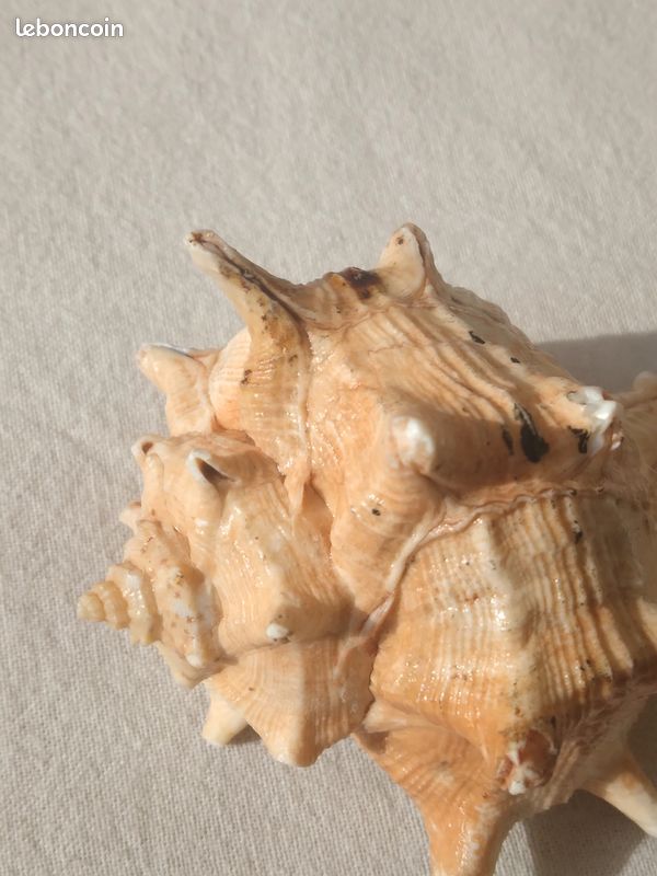 Coquillage véritable (image 3)