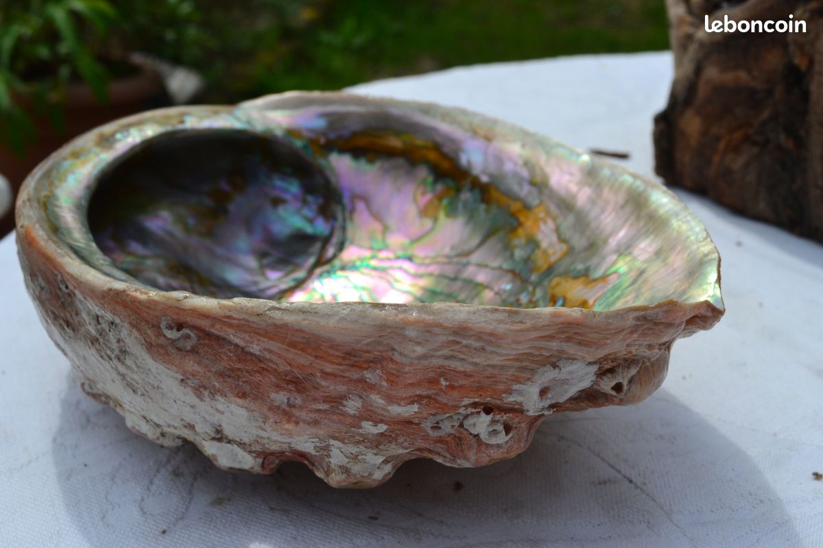 Grande coquille d'ormeau abalone nacrée (image 2)