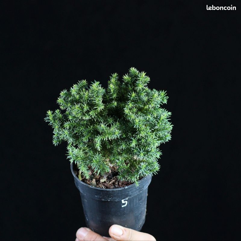 Cryptomeria japonica Compressa 5 (image 5)