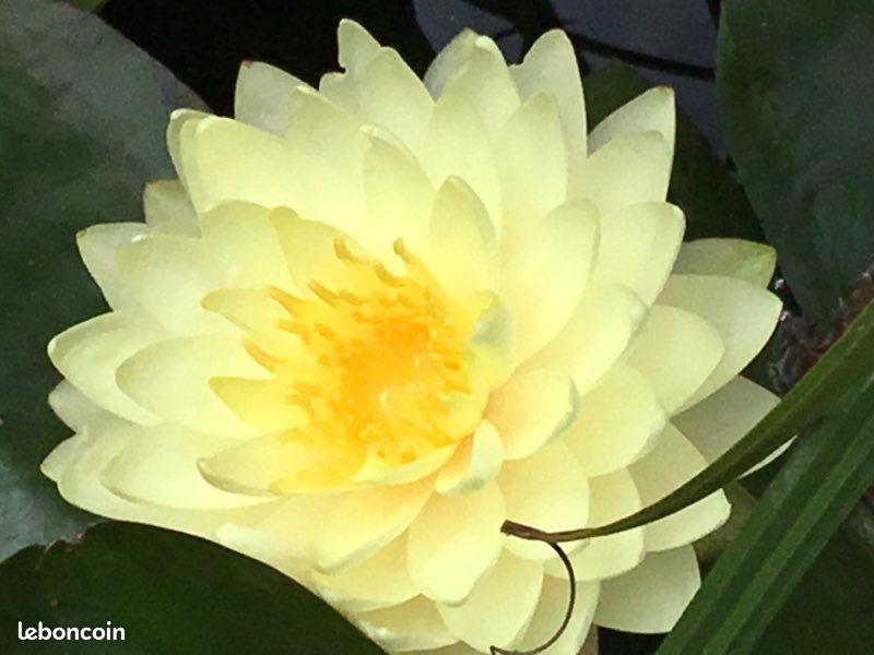 Plante de bassin ,nénuphar lemon meringue (image 6)