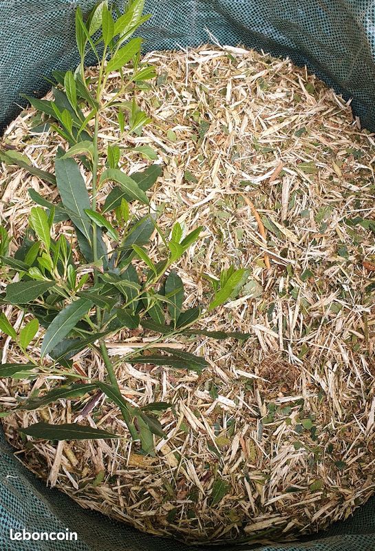 🌿Copeaux (BRF) pour paillage🍁 (image 2)