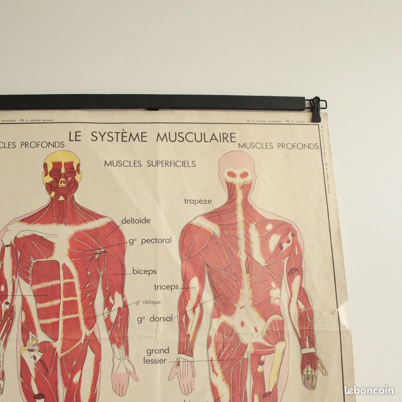 Affiche Vintage Scolaire Éditions Rossignol / le système musculaire / le système nerveux (image 3)
