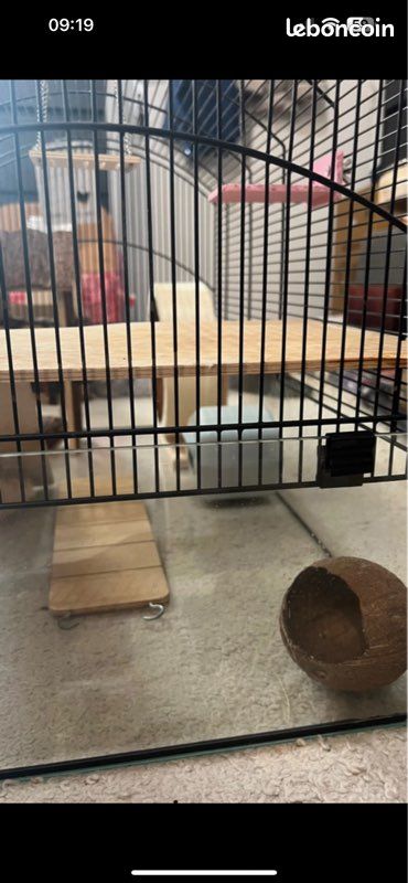 Cage hamster (image 3)