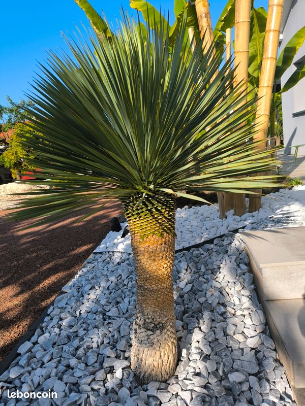 Yucca rostrata (image 3)