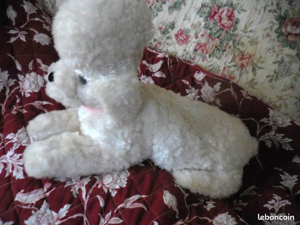 Chiots Caniches nains blancs à vendre : Petite Annonce