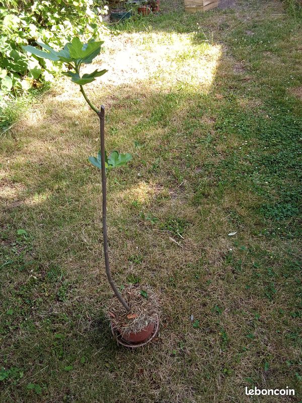 Beau figuier en pot culture de 2 ans taillé pour 1/2 tige bifère origine Nieul sur l'Autize en Vendée figue forme allongées très productif Pas d'envoi (image 2)