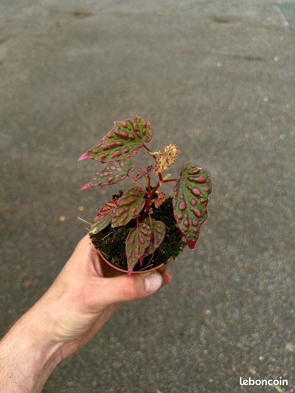 Bégonia « Pink Lady » pot 8,5cm ( plante d’intérieur / terrarium / paludarium / rare / rose / fleurie ) (image 1)