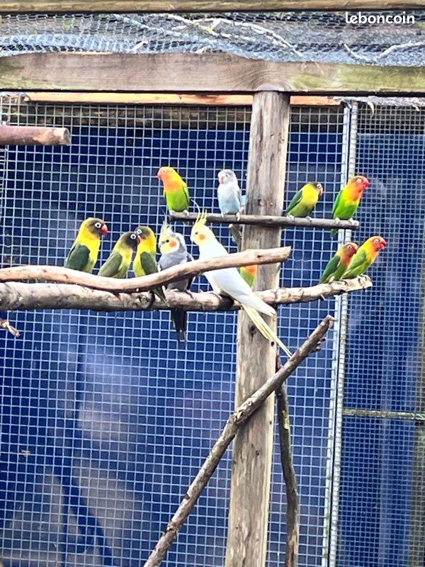 Perruche inséparable (image 1)