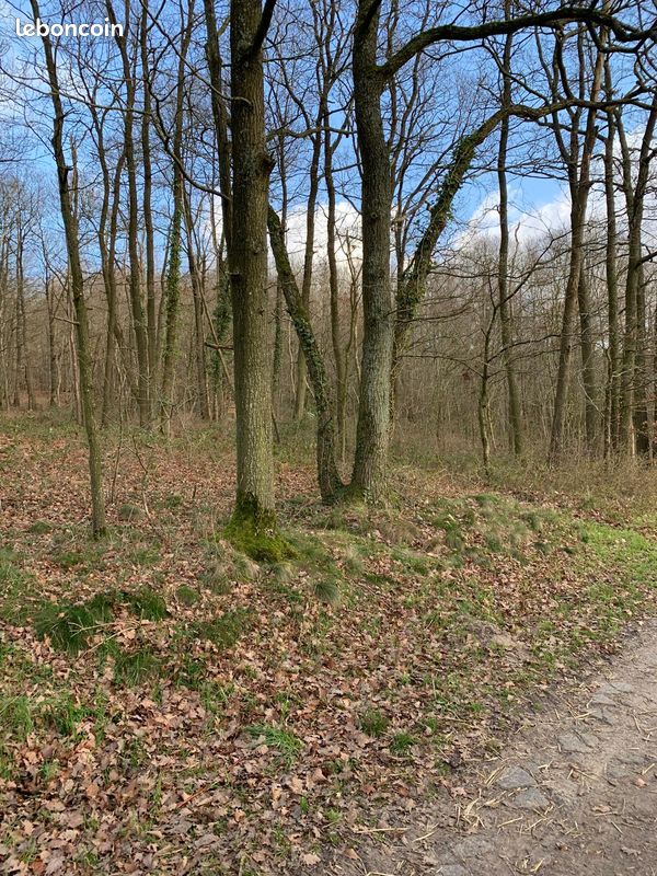 Lot de 6 parcelles boisées (Yvelines 78)