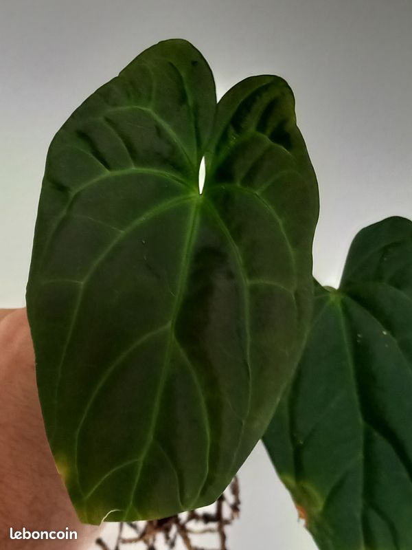 anthurium andreanum success red Anthurium 'Red' | Indoor Plant | Tropical Plant | Potted Plant