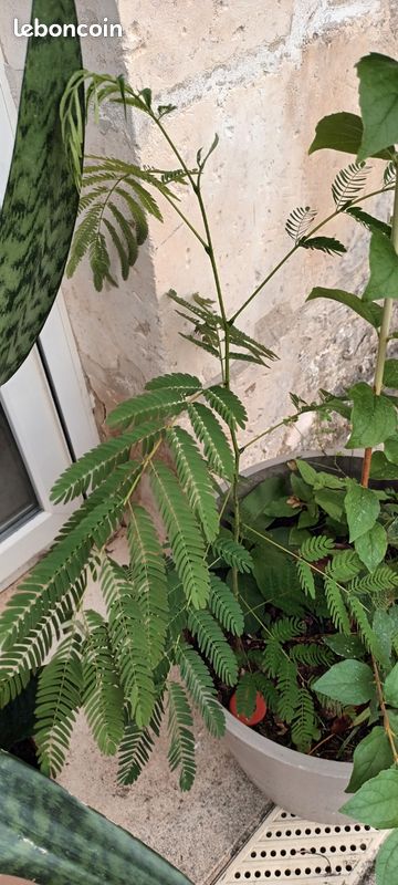 Arbre Albizia (image 1)