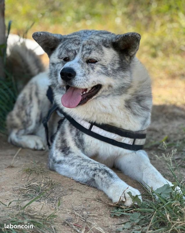 Magnifique mâle Akita inu LOF pour saillie - Prestigieuses Origines (image 2)