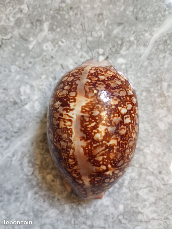 Coquillage porcelaine Mauritia Cypraea arabica de l'île Maurice. Parfait état (image 1)