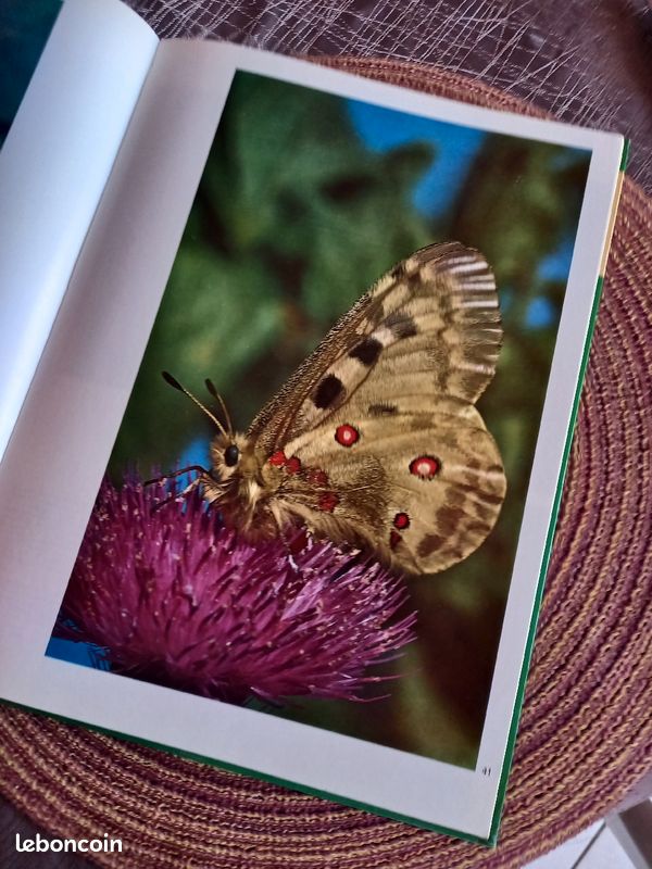 Livre documentaire sur les insectes (image 4)