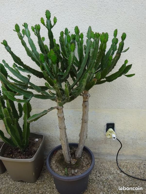 Cactus pot Euphorbe plante (image 2)