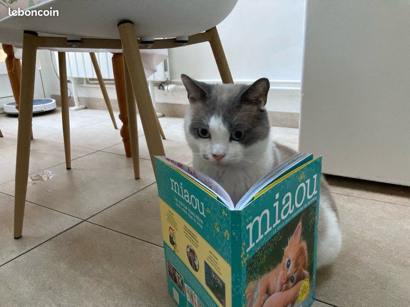 Livres miaou (2)😻 (image 5)
