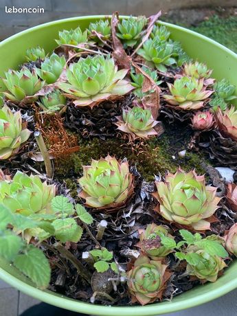 Bloom Green Co. 100 Pcs Incroyable Sempervivum Plantes Mixtes Mini Jardin Succulentes Cactus Bonsai Vivaces Maison Poireaux Live Forever Facile à Cultiver: 3