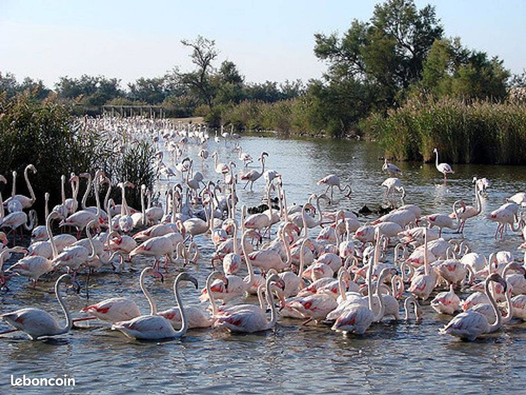 Villa entre Nîmes et Arles : vacances en Provence et en Camargue (image 18)