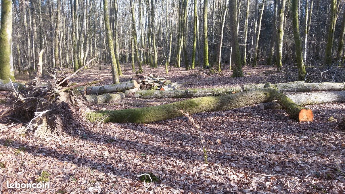 Cherche bois de chauffage sur pied (image 3)