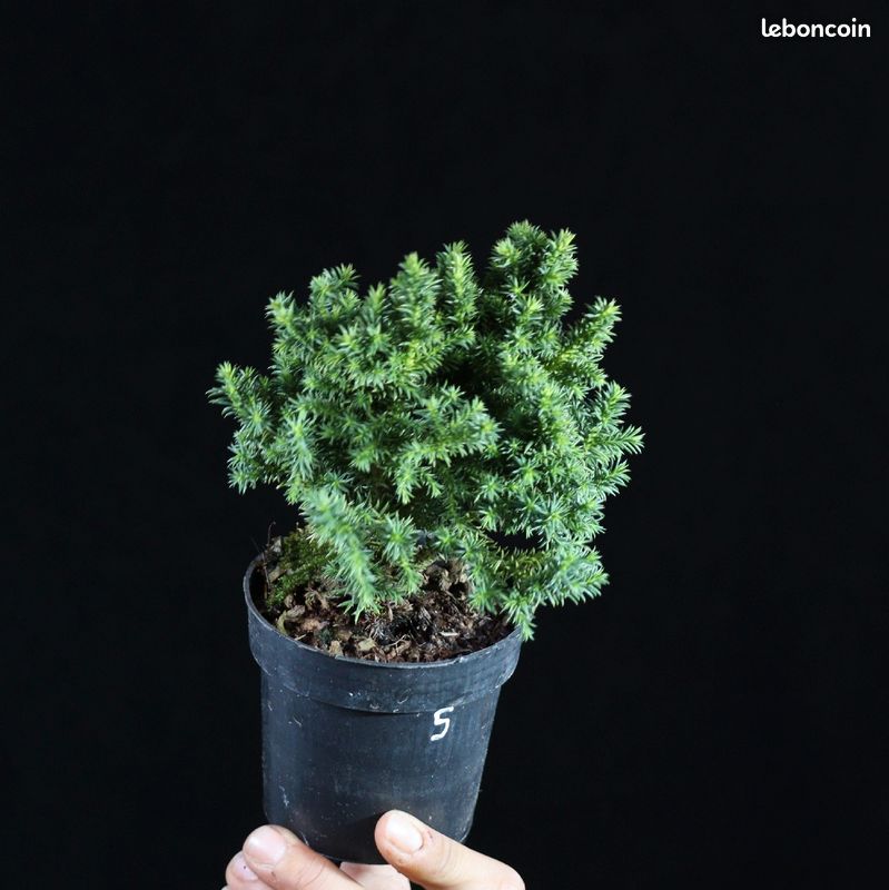 Cryptomeria japonica Compressa 5 (image 4)