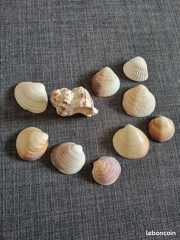 Coquillages nacrés de collection ou décoration et étoiles de mer (image 2)