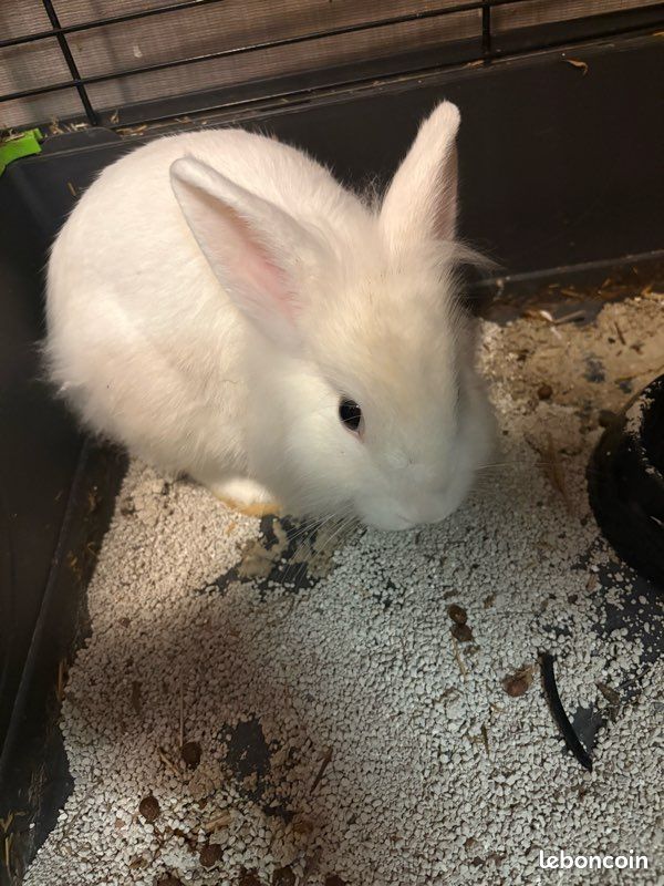 Lapin blanc Ă donner avec sa cage đ° Je donne un lapin blanc avec sa cage. La cage est vendue au prix de 30 . Pour plus dâinformations, nâhĂ©sitez pas Ă me contacter (image 2)