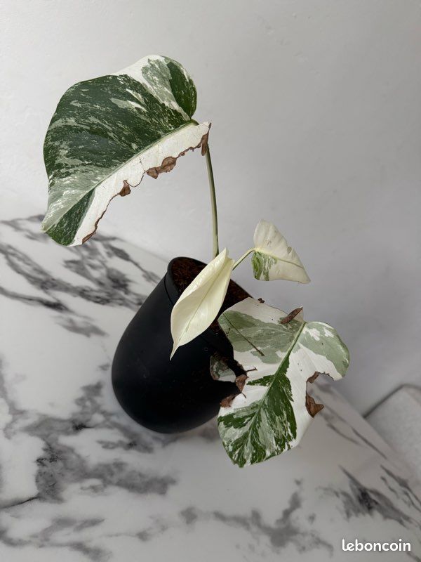 philodendron toom Philodendron Totem – Liberty Landscape Supply