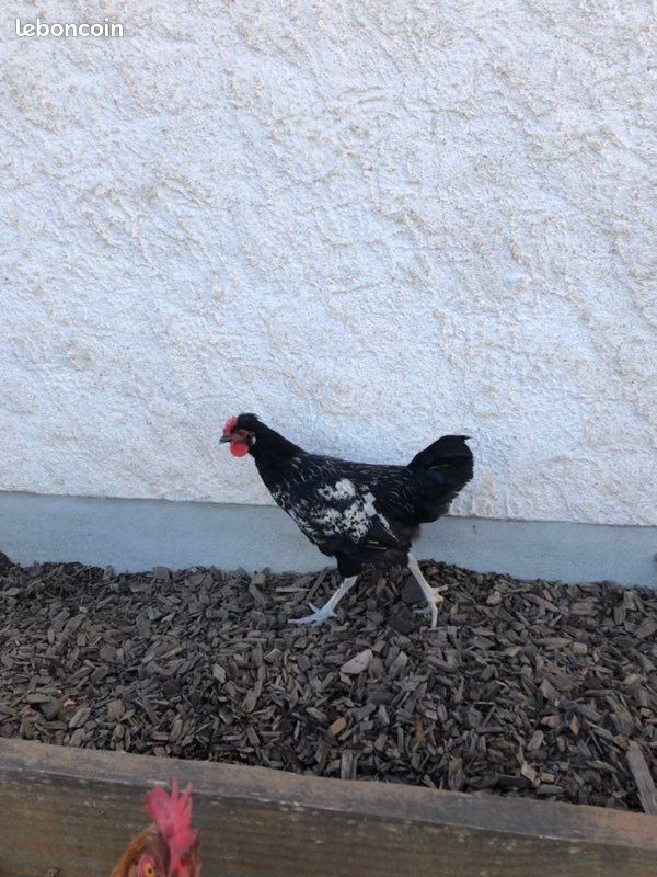 Coq (image 1)