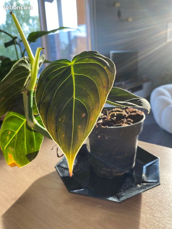 Plante tropicale d’intérieur Philodendron melanochrysum (image 2)