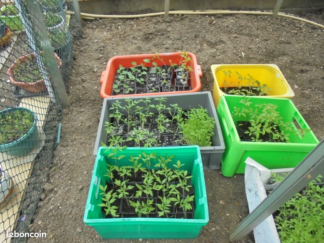 3 pots de Plants de tomates et de butternut (image 1)