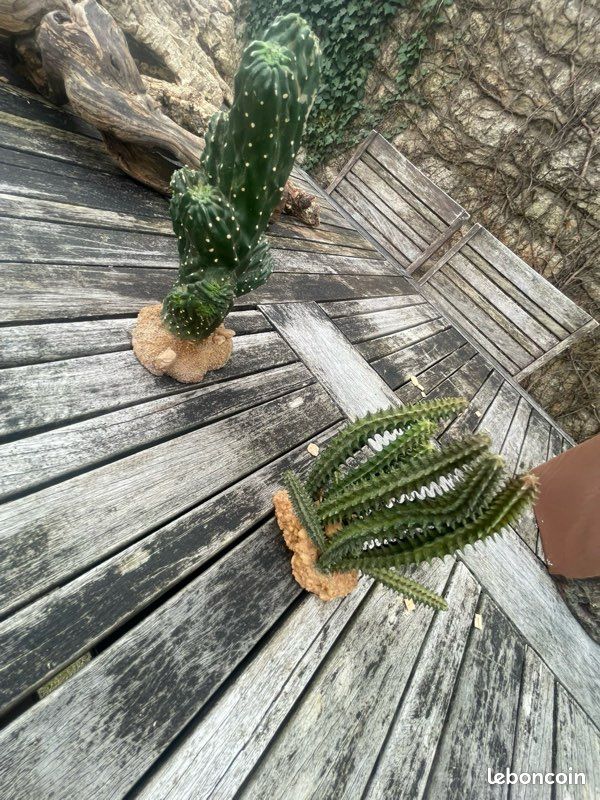 Accessoire pour terrarium (image 3)