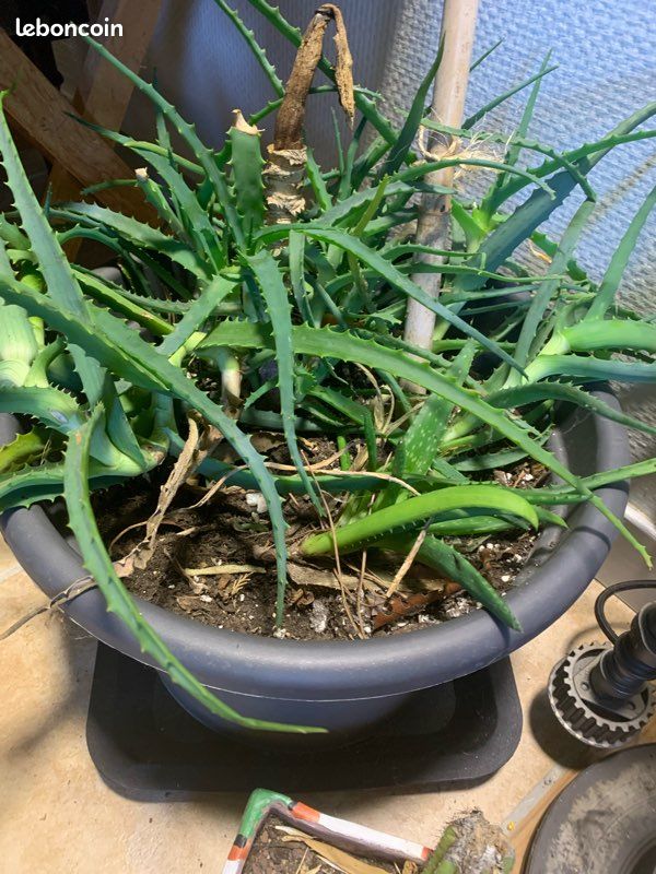 wo kann ich aloe vera saft kaufen Bio Aloe Vera Saft (1 Liter) mit 1.200mg Aloverose von amaiva