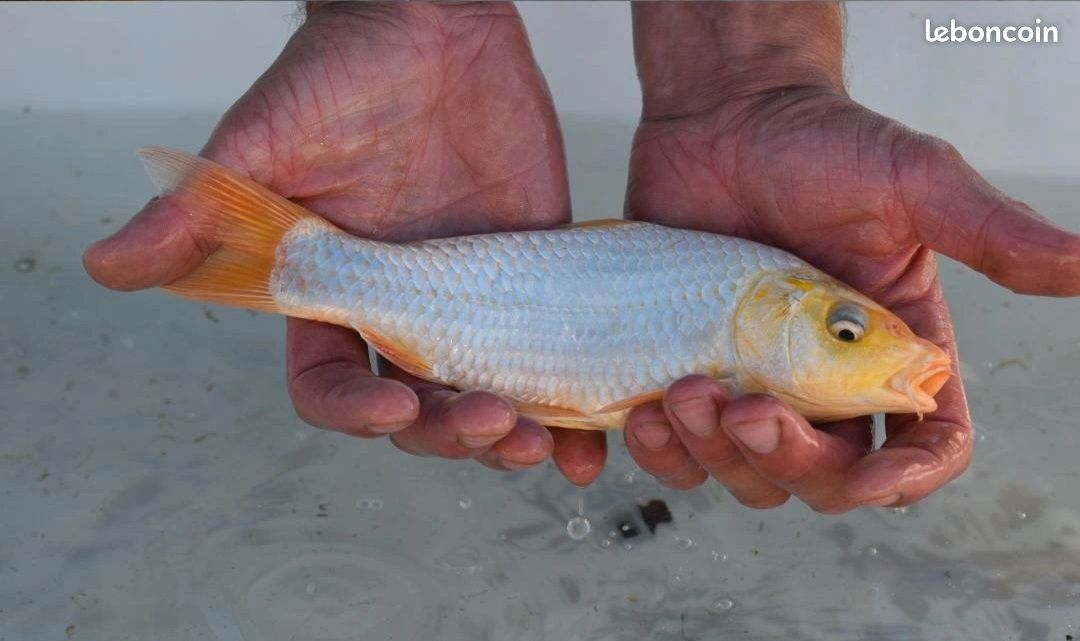 Carpe Koï Japonaise (image 3)