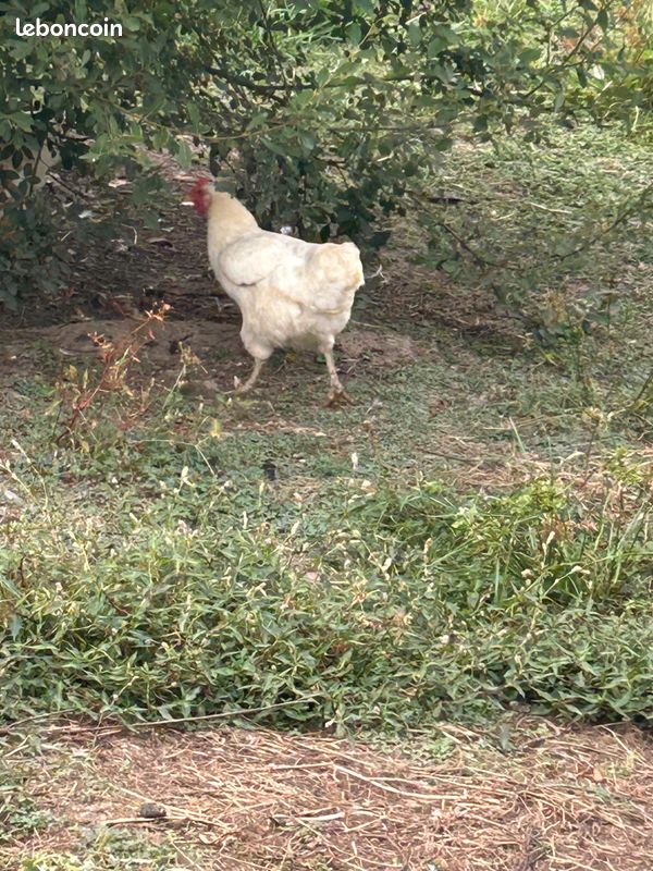 Poules (image 1)