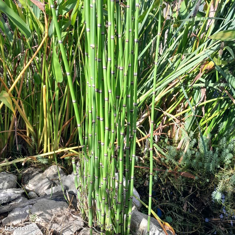 Plantes aquatiques (image 2)
