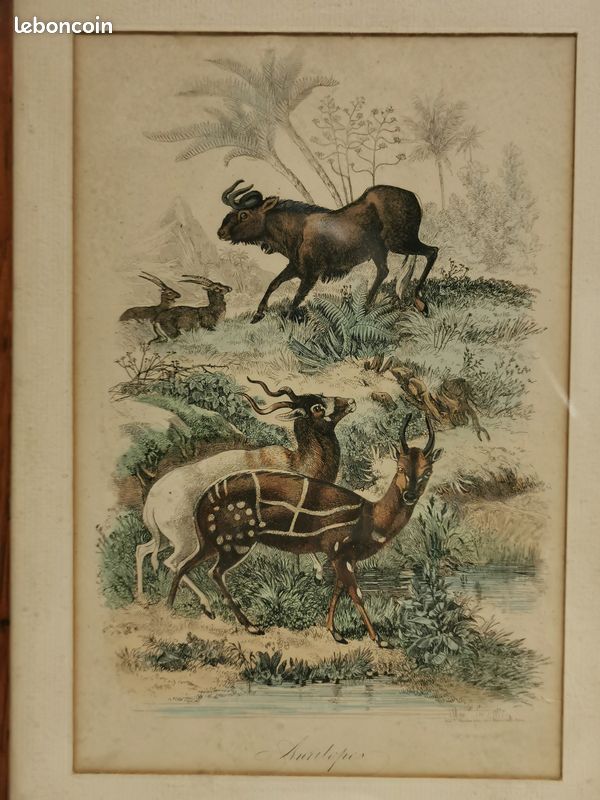 Ancienne Gravure animalière . ANTILOPE (image 2)