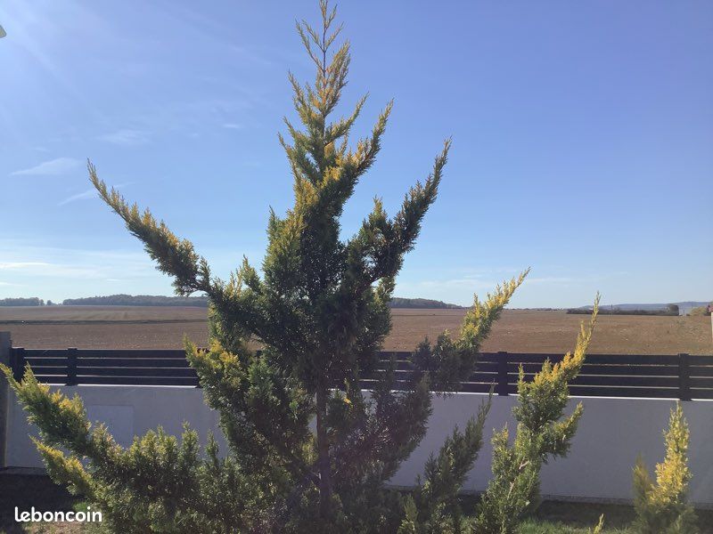 Beau cyprès vert et jaune (image 2)