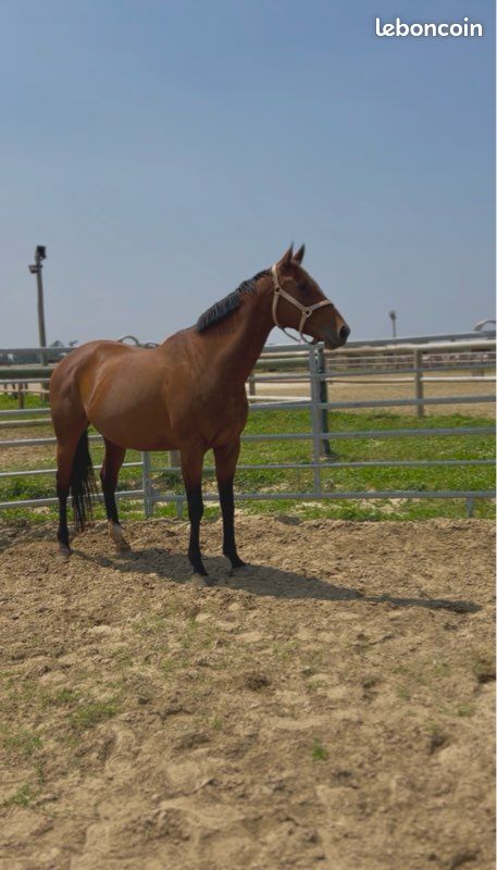 Cheval à vendre (image 1)