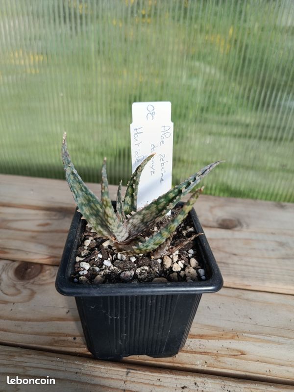 Aloe zebrina "Dannyz" - Jardin & Plantes