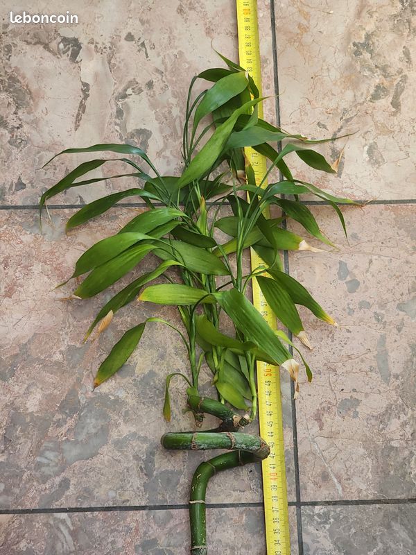 Grand Lucky Bamboo (Bambou porte-bonheur) 128 cm (image 2)