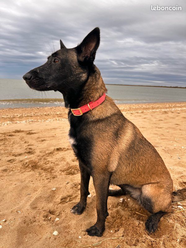 Collier biothane chien (image 2)