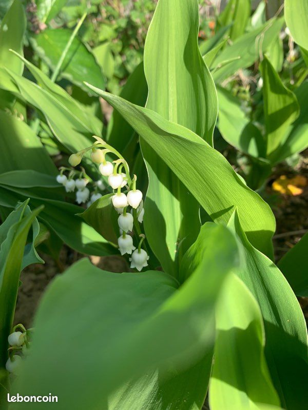 Muguet (image 2)